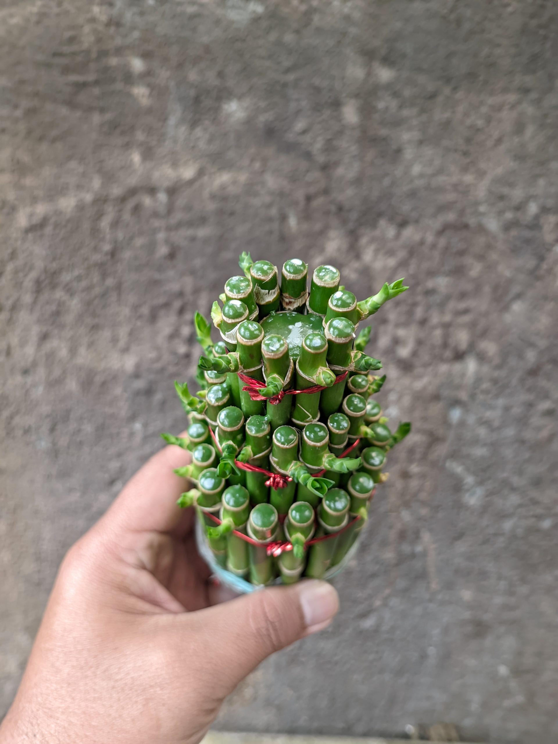 1396. Dracaena Sanderiana 'Lucky Bamboo' - Image 3