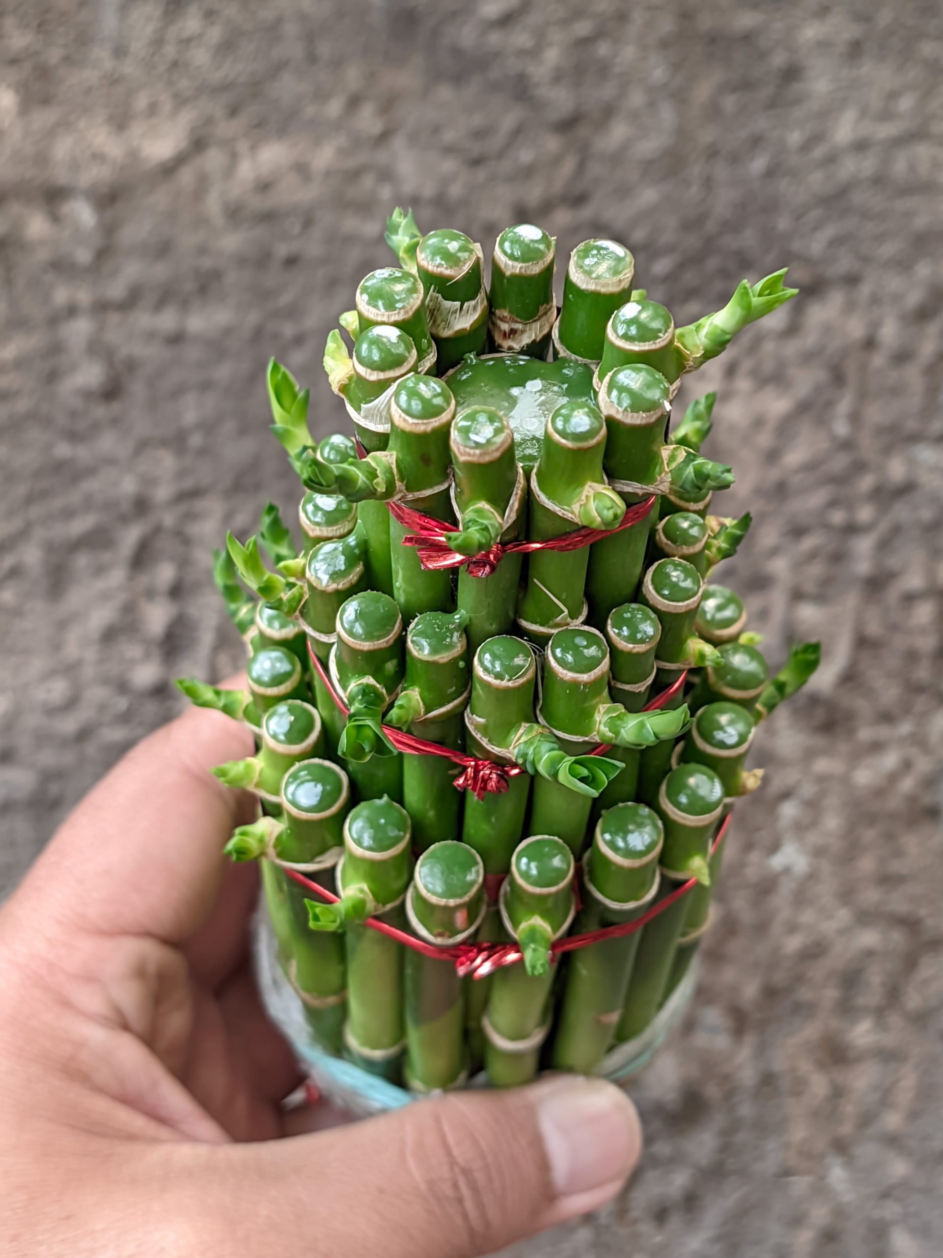 1396. Dracaena Sanderiana 'Lucky Bamboo' - Image 4