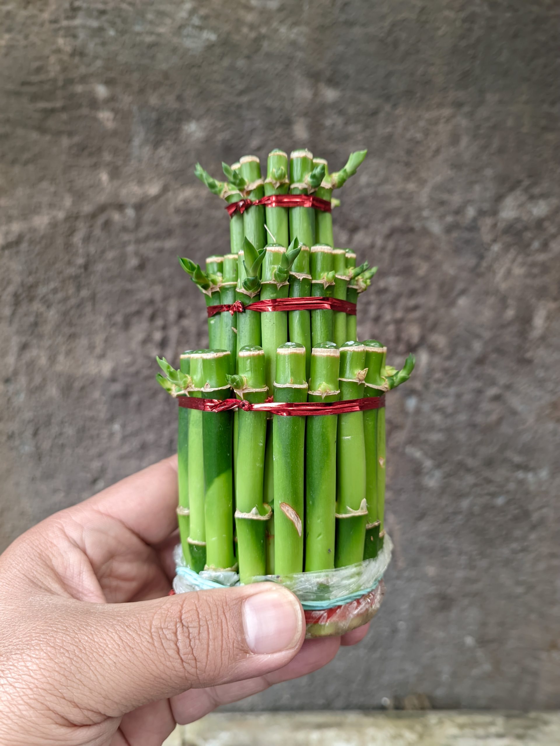1396. Dracaena Sanderiana 'Lucky Bamboo' - Image 5