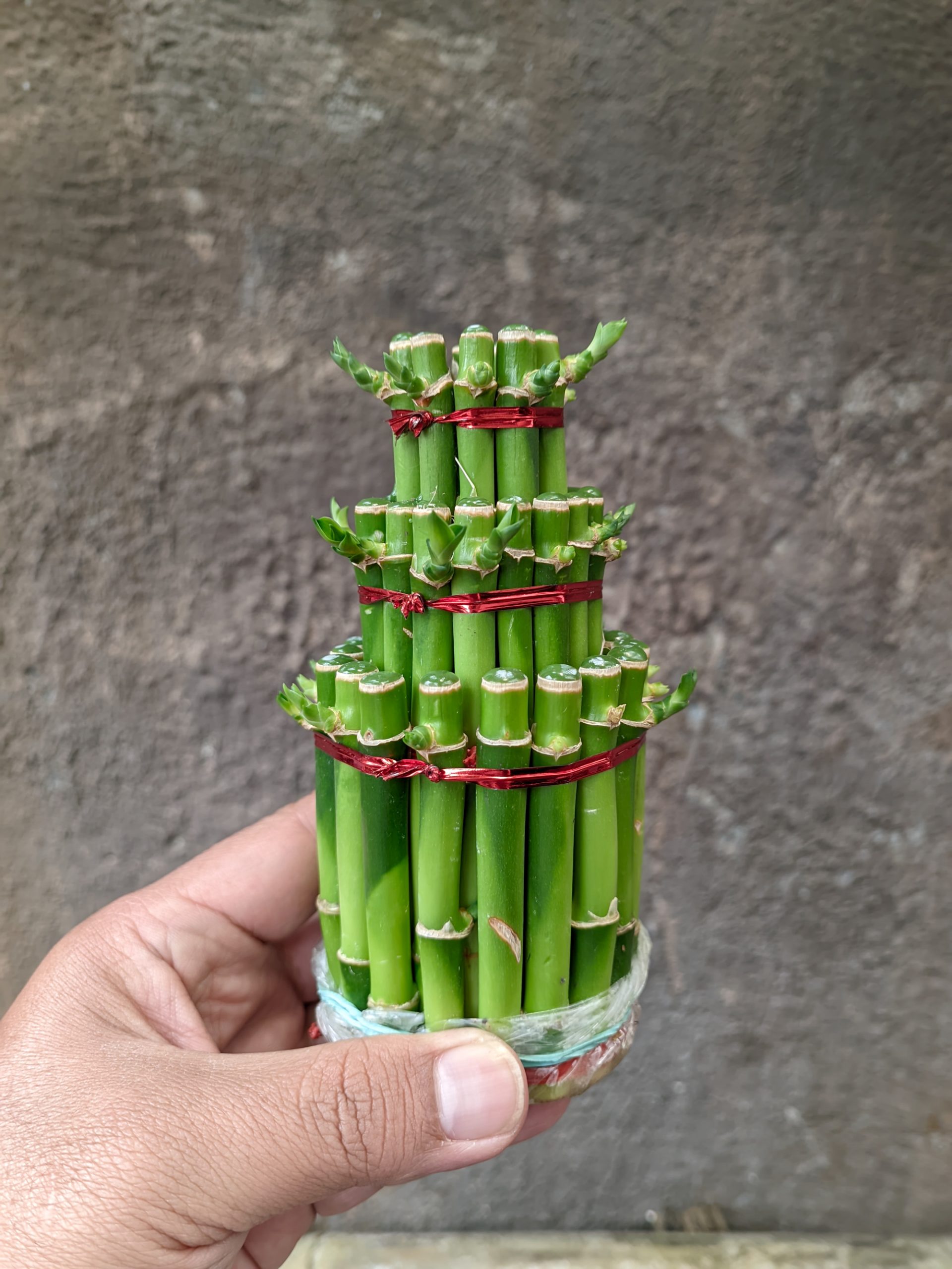 1396. Dracaena Sanderiana 'Lucky Bamboo' - Image 6