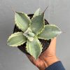 1398. Agave Parrasana