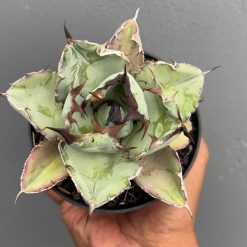 Alternative view of 1399. Agave Black and Blue