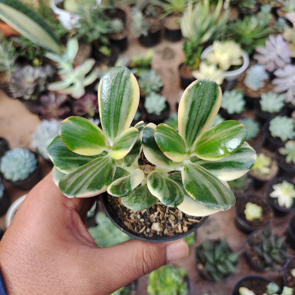 140. Crassula Ovata ‘Hummel’s Sunset’ – Golden Jade Tree - Image 8