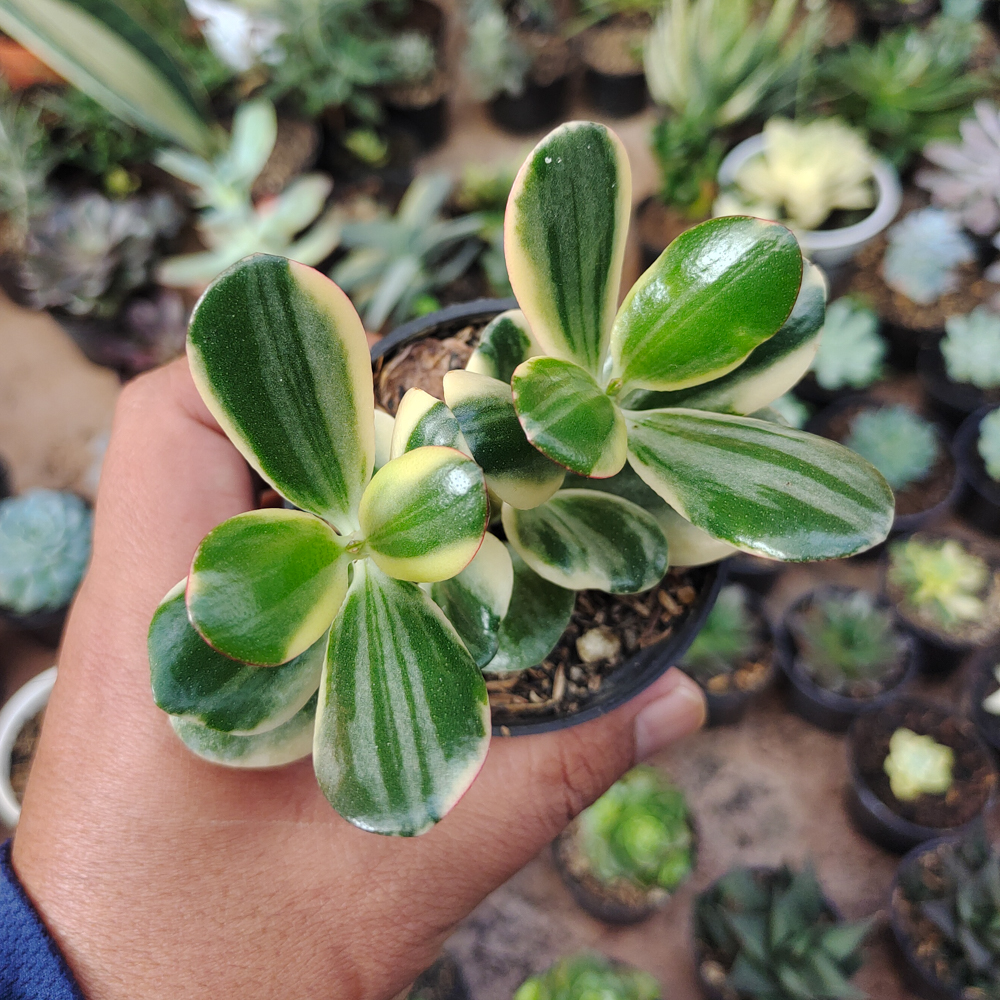 140. Crassula Ovata ‘Hummel’s Sunset’ – Golden Jade Tree - Image 17