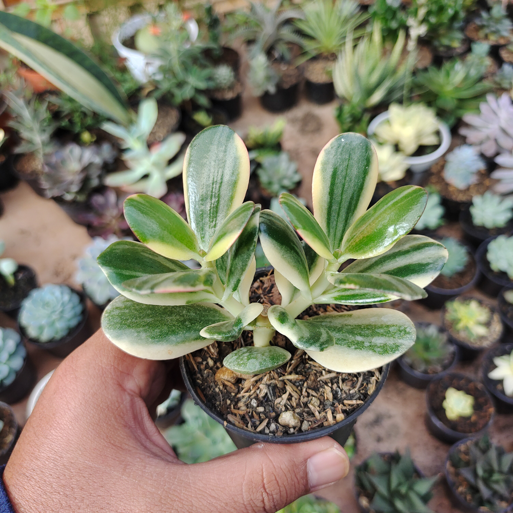 140. Crassula Ovata ‘Hummel’s Sunset’ – Golden Jade Tree - Image 9