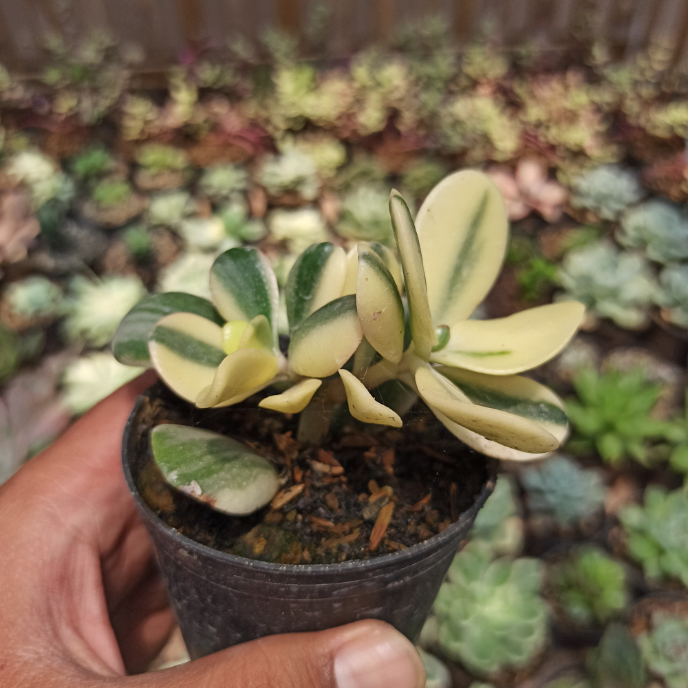 140. Crassula Ovata ‘Hummel’s Sunset’ – Golden Jade Tree - Image 3