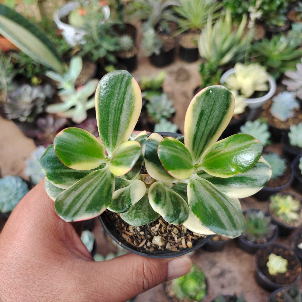 140. Crassula Ovata ‘Hummel’s Sunset’ – Golden Jade Tree - Image 10