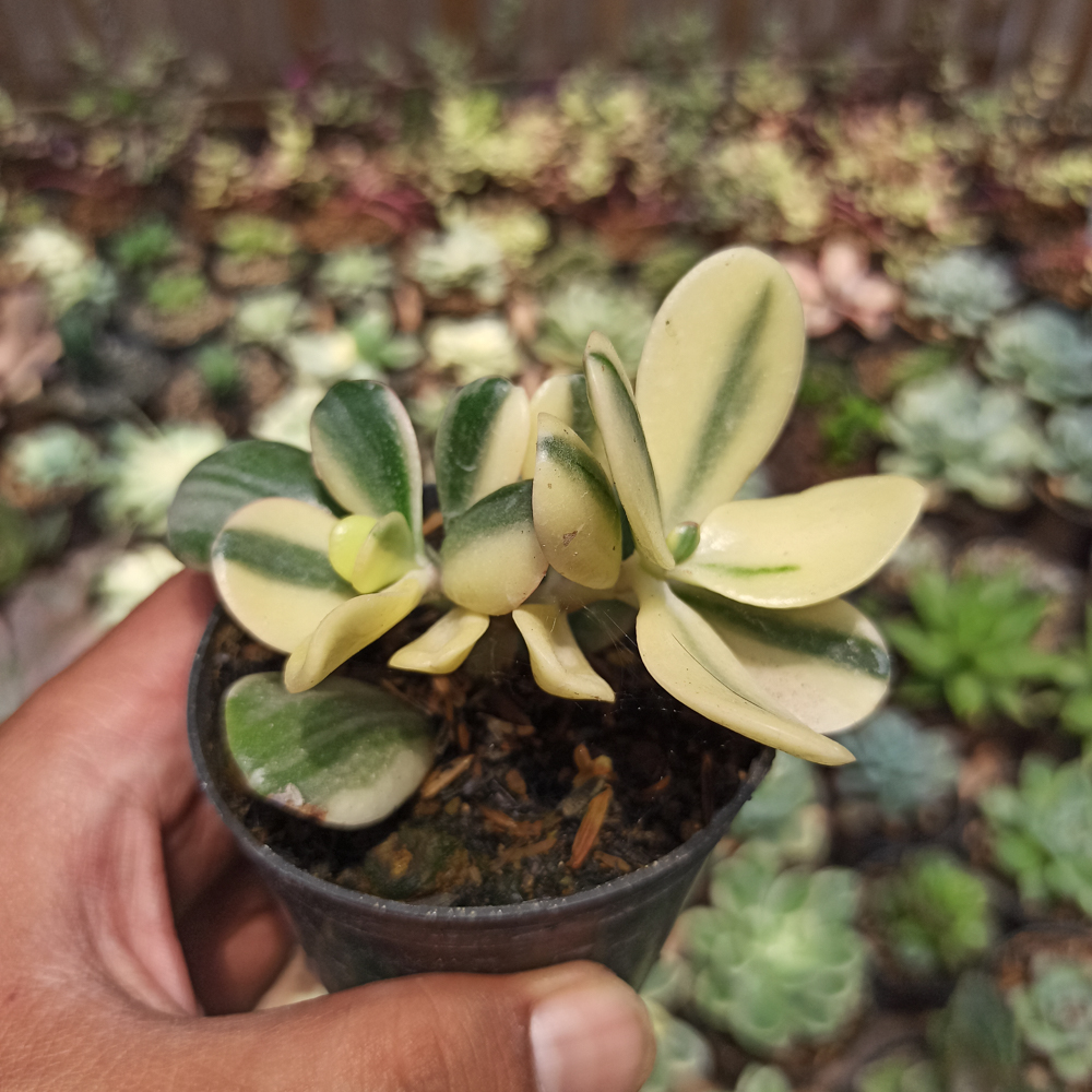 140. Crassula Ovata ‘Hummel’s Sunset’ – Golden Jade Tree - Image 5