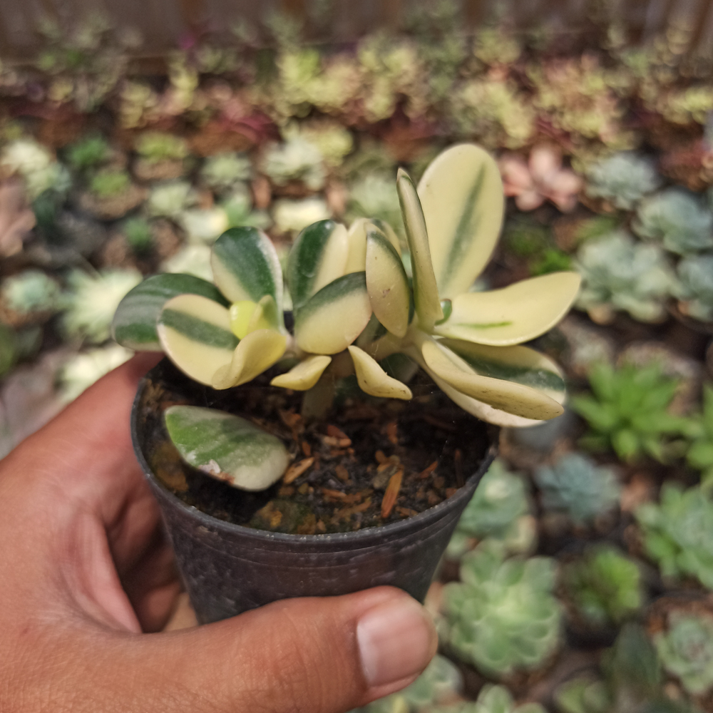 140. Crassula Ovata ‘Hummel’s Sunset’ – Golden Jade Tree - Image 4