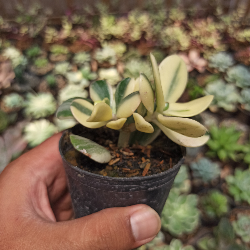 140. Crassula Ovata ‘Hummel’s Sunset’ – Golden Jade Tree - Image 6