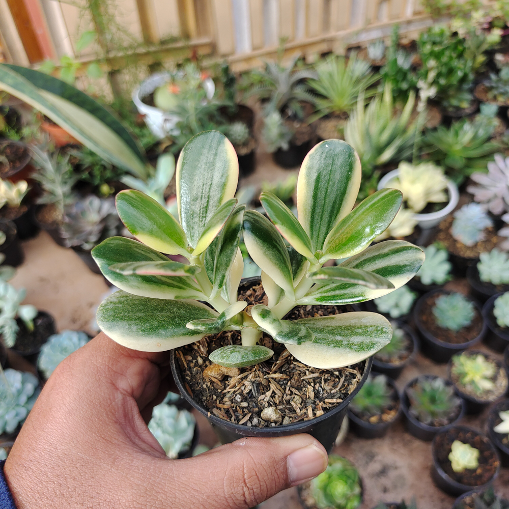 140. Crassula Ovata ‘Hummel’s Sunset’ – Golden Jade Tree - Image 12