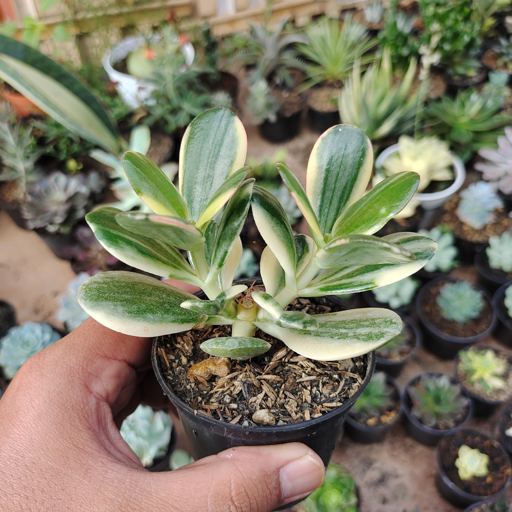 140. Crassula Ovata ‘Hummel’s Sunset’ – Golden Jade Tree - Image 13