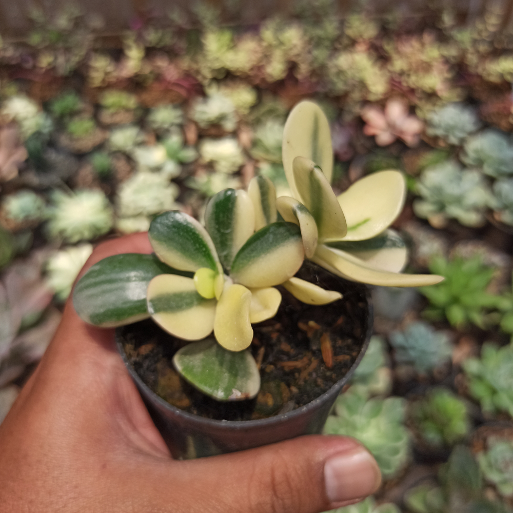 140. Crassula Ovata ‘Hummel’s Sunset’ – Golden Jade Tree - Image 7
