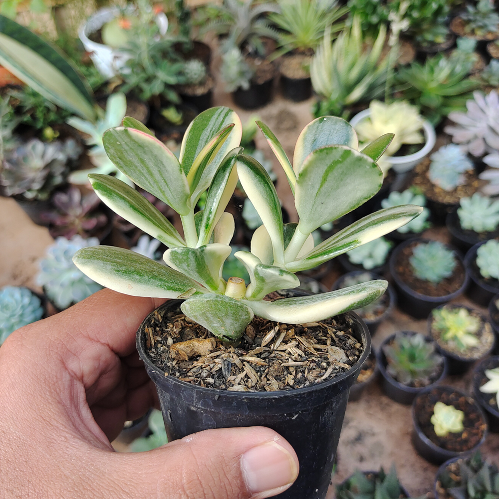 140. Crassula Ovata ‘Hummel’s Sunset’ – Golden Jade Tree - Image 14