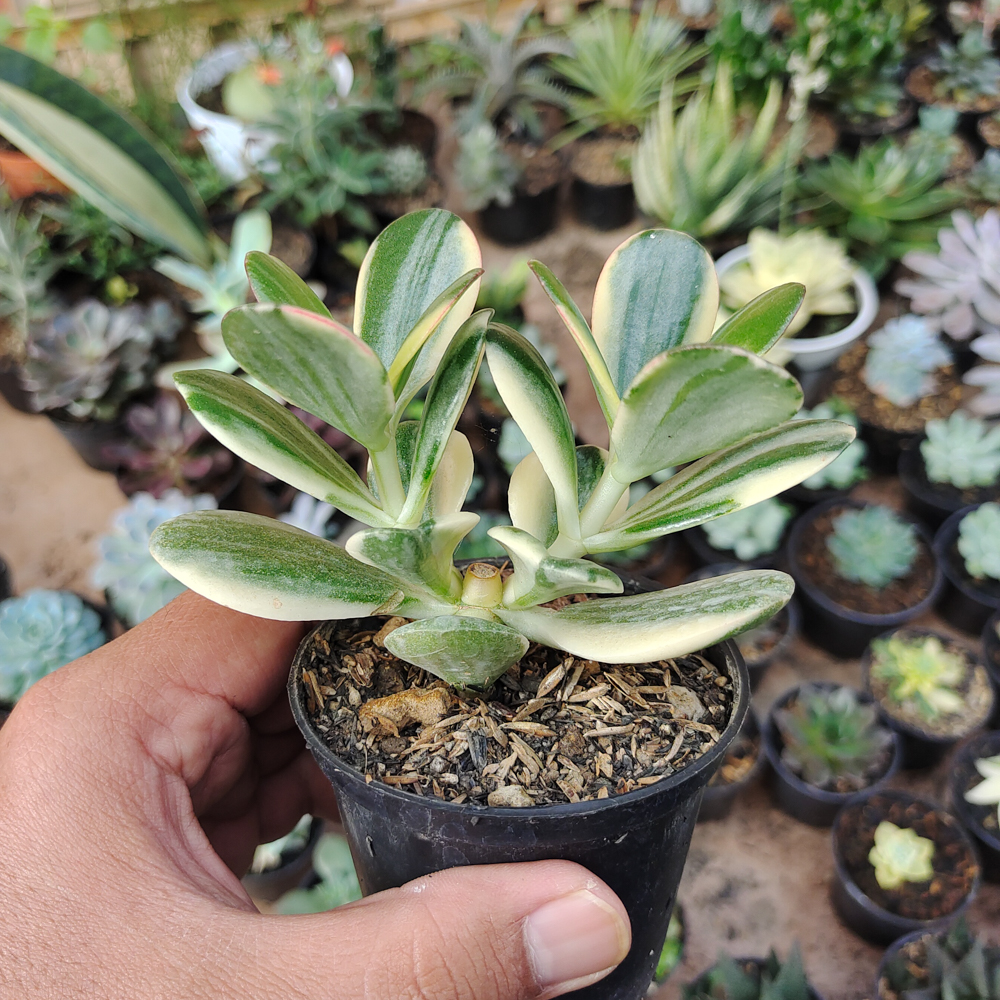 140. Crassula Ovata ‘Hummel’s Sunset’ – Golden Jade Tree - Image 15