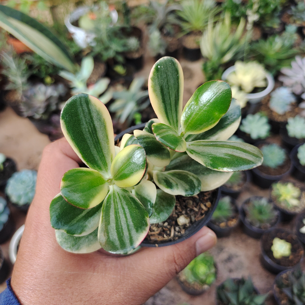 140. Crassula Ovata ‘Hummel’s Sunset’ – Golden Jade Tree - Image 16