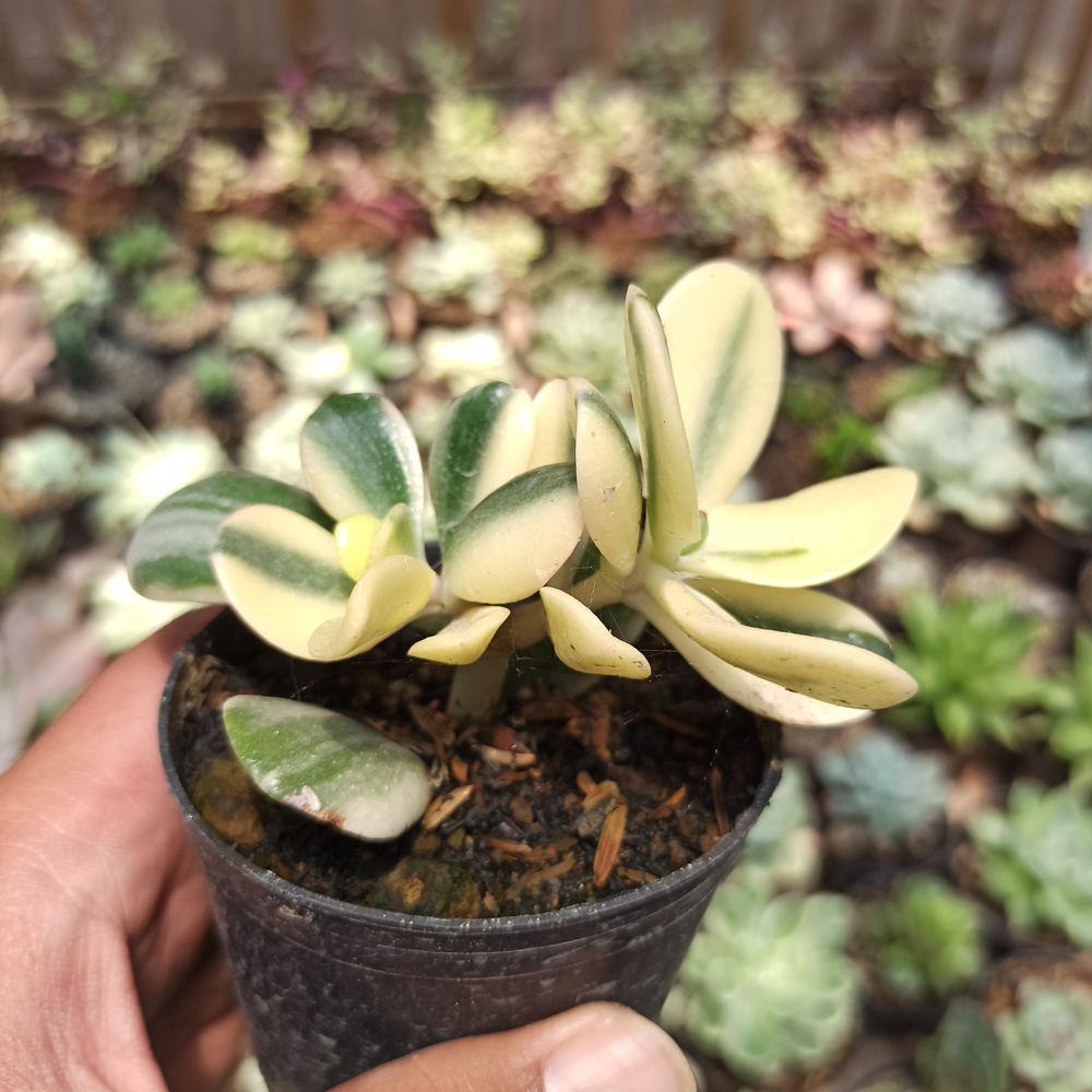 140. Crassula Ovata ‘Hummel’s Sunset’ – Golden Jade Tree - Image 2