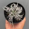 1400. Dyckia Little Wing
