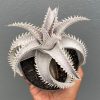 1401. Dyckia Marnier White