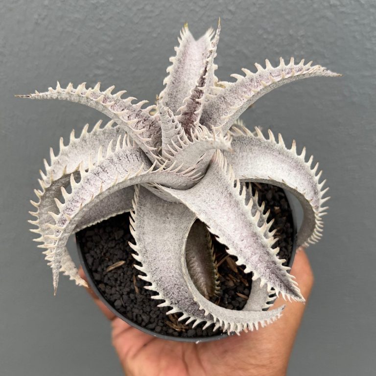 1401. Dyckia Marnier White
