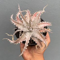 Alternative view of 1402. Dyckia Marnier Hybrid