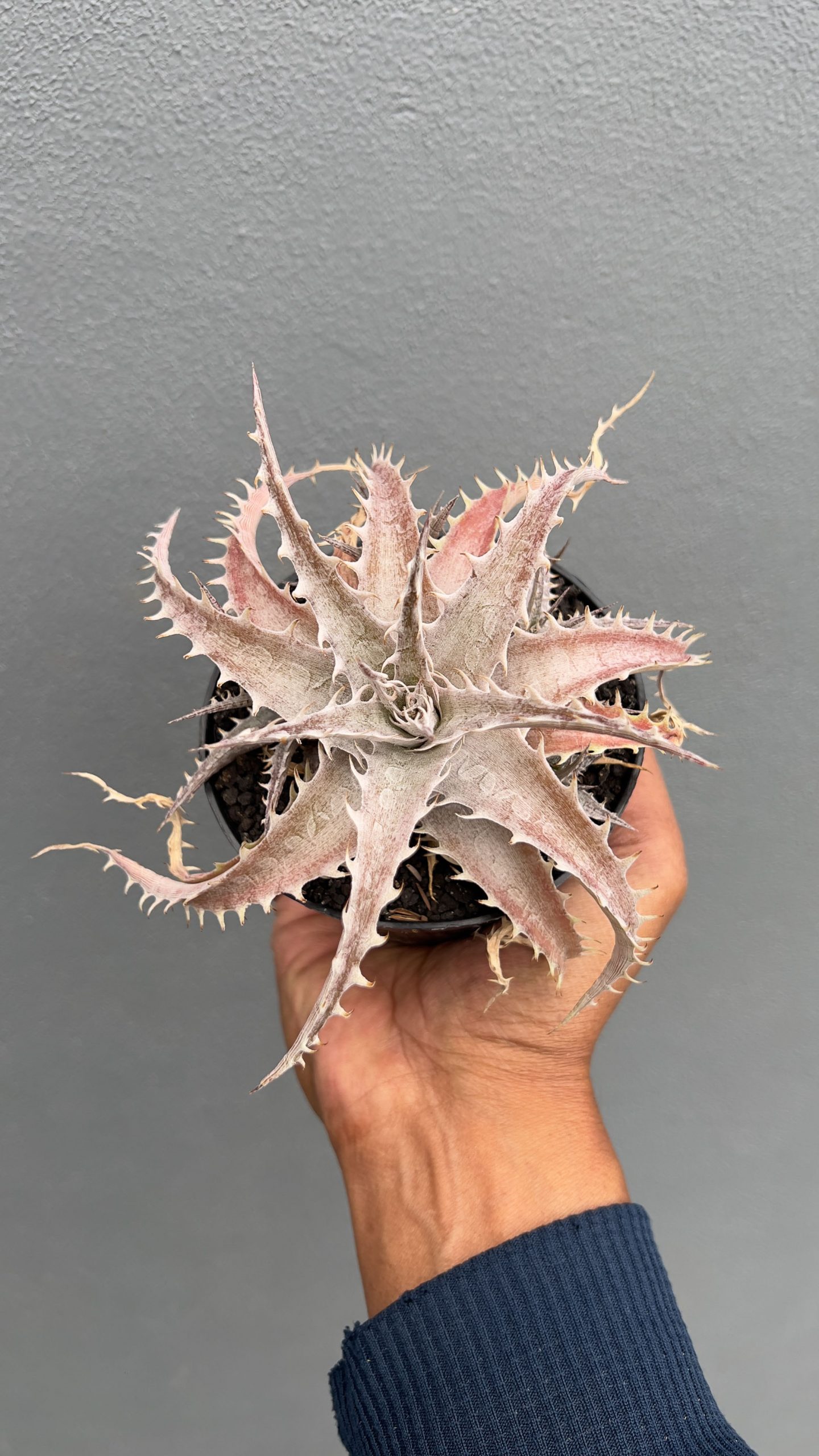1402. Dyckia Marnier Hybrid - Image 2