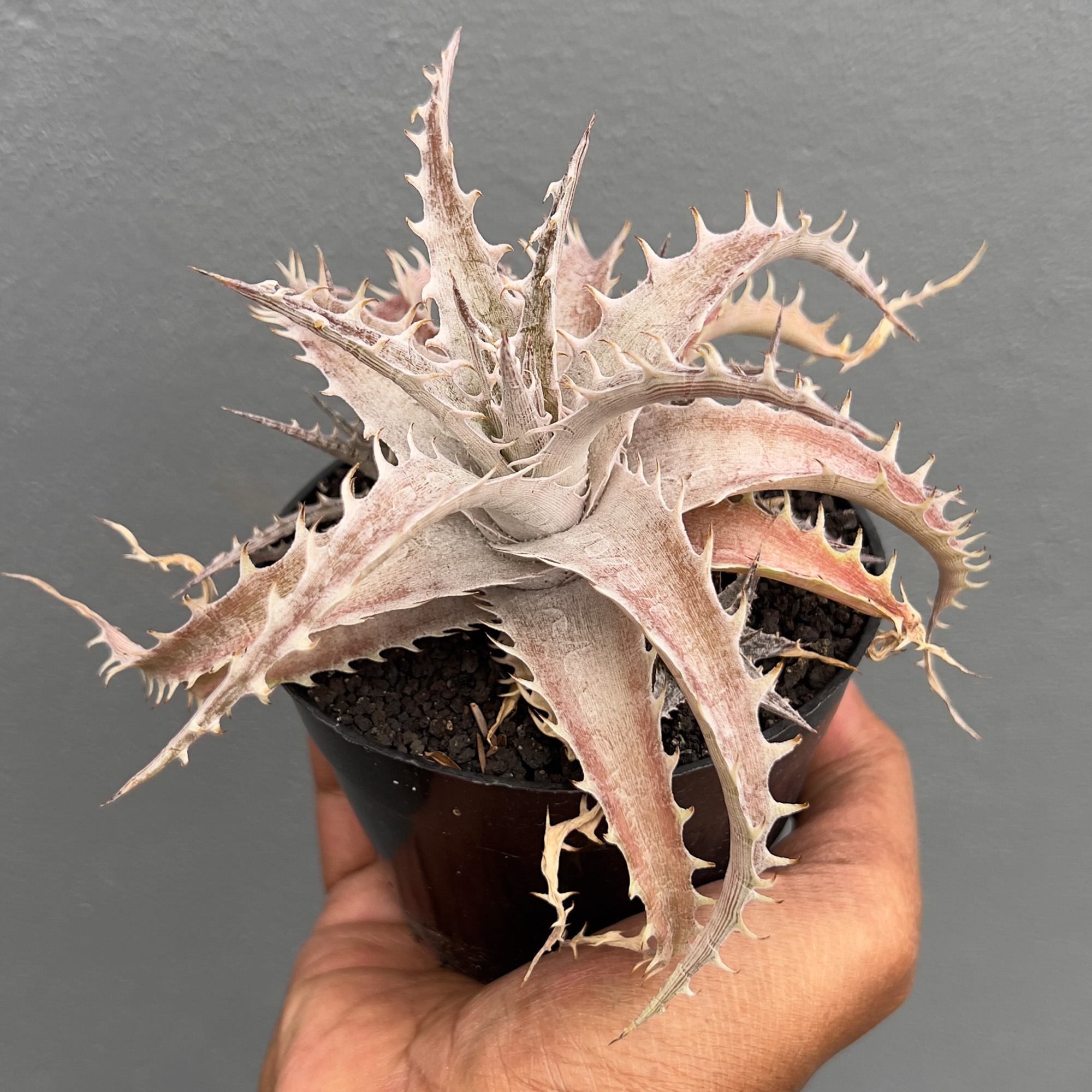 1402. Dyckia Marnier Hybrid