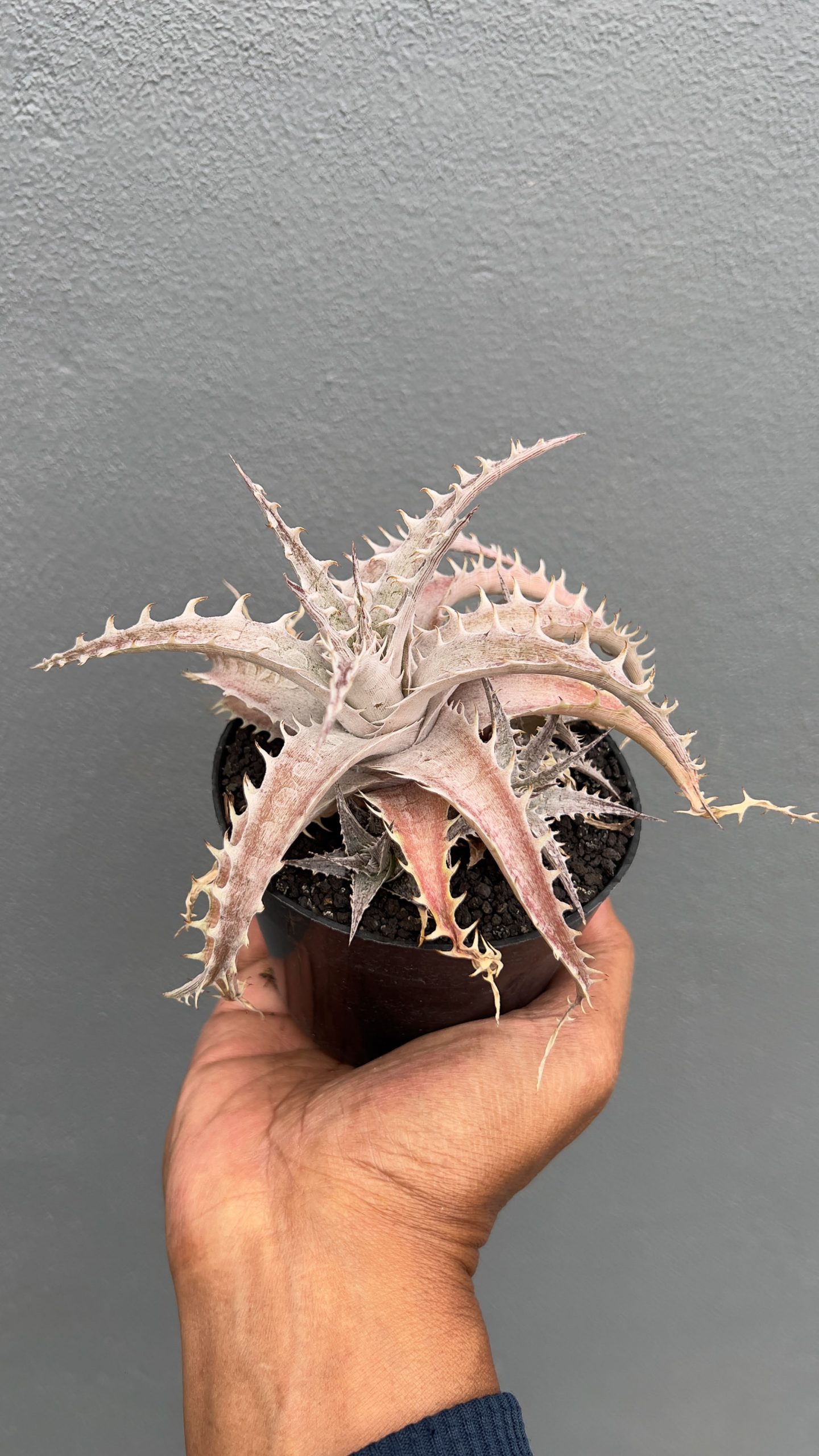 1402. Dyckia Marnier Hybrid - Image 3
