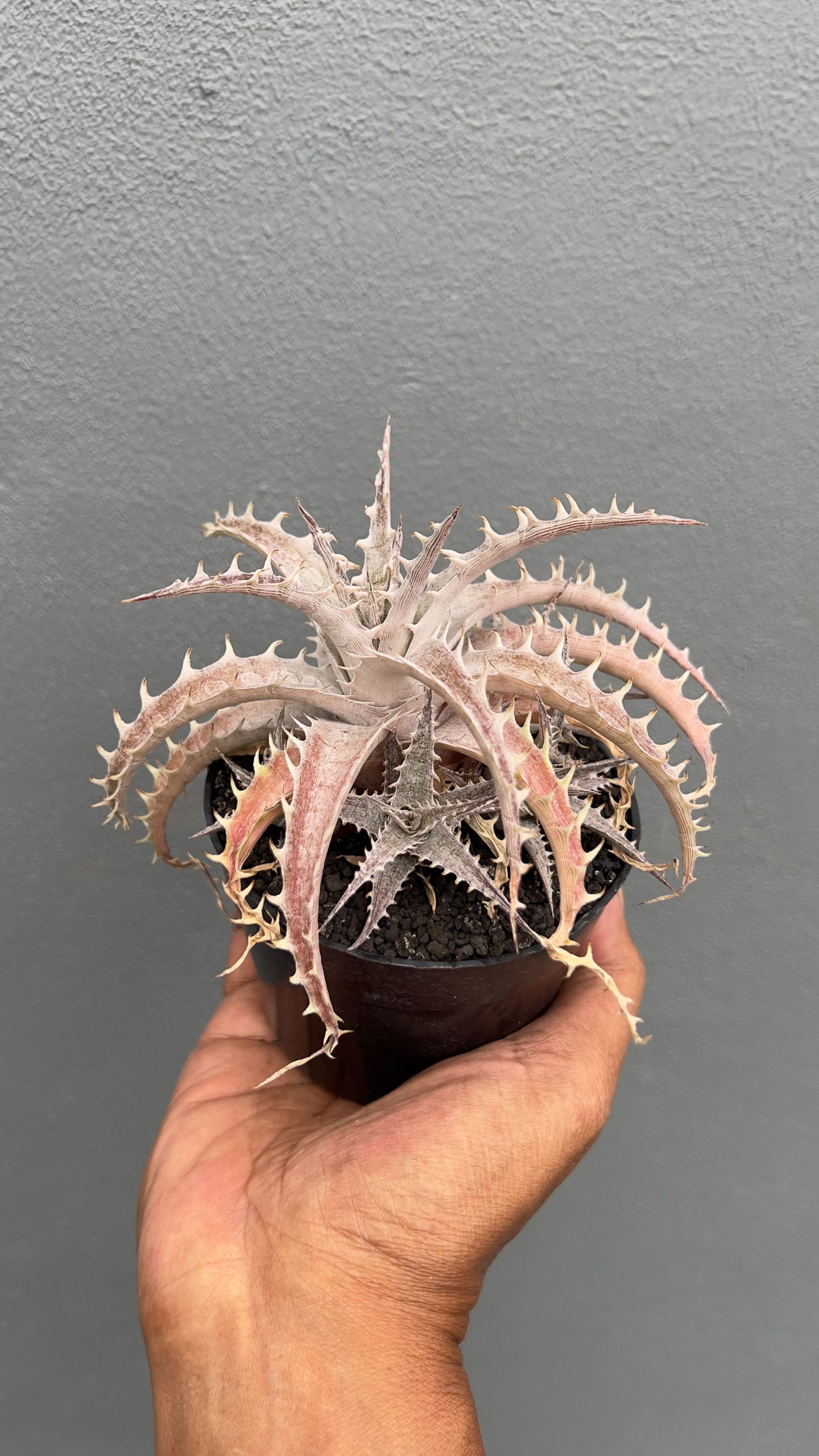 1402. Dyckia Marnier Hybrid - Image 4