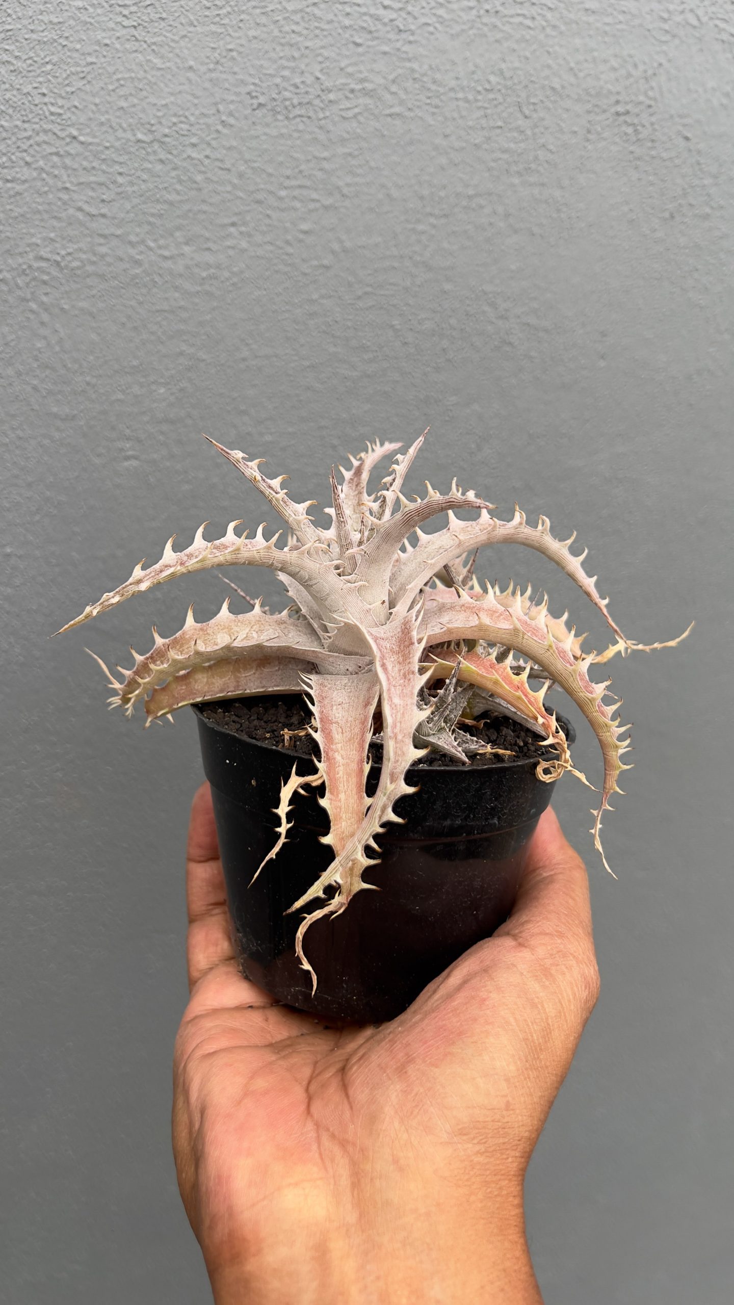 1402. Dyckia Marnier Hybrid - Image 5