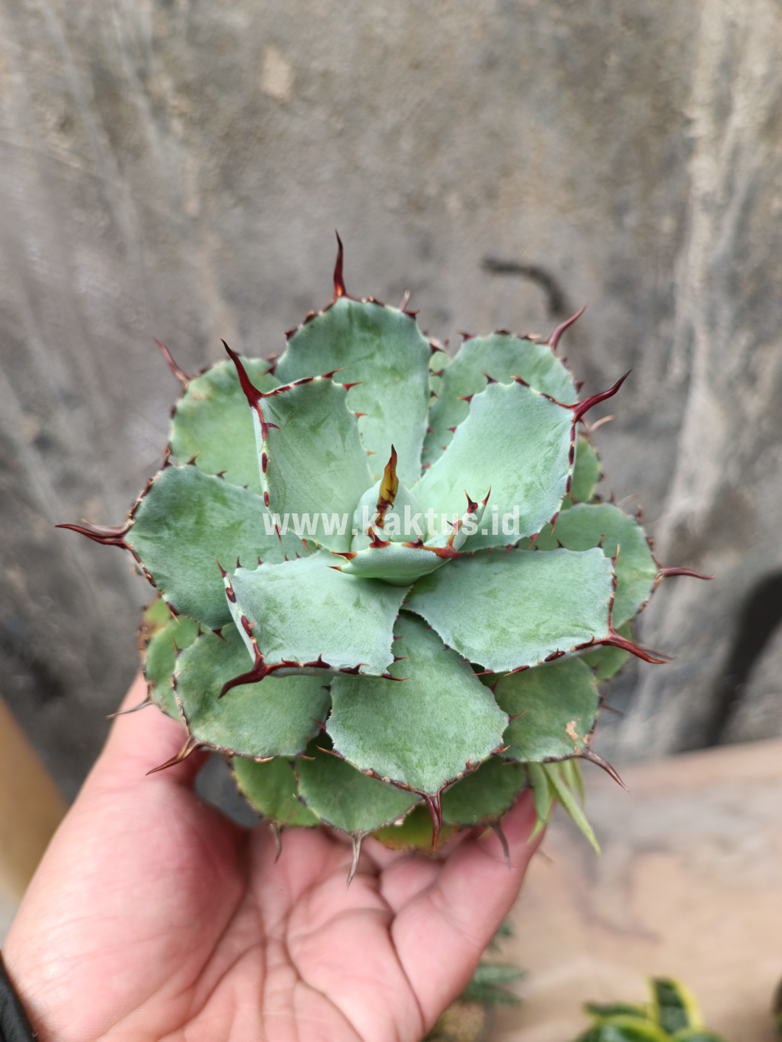 1403. Agave Isthmensis Green - Image 6