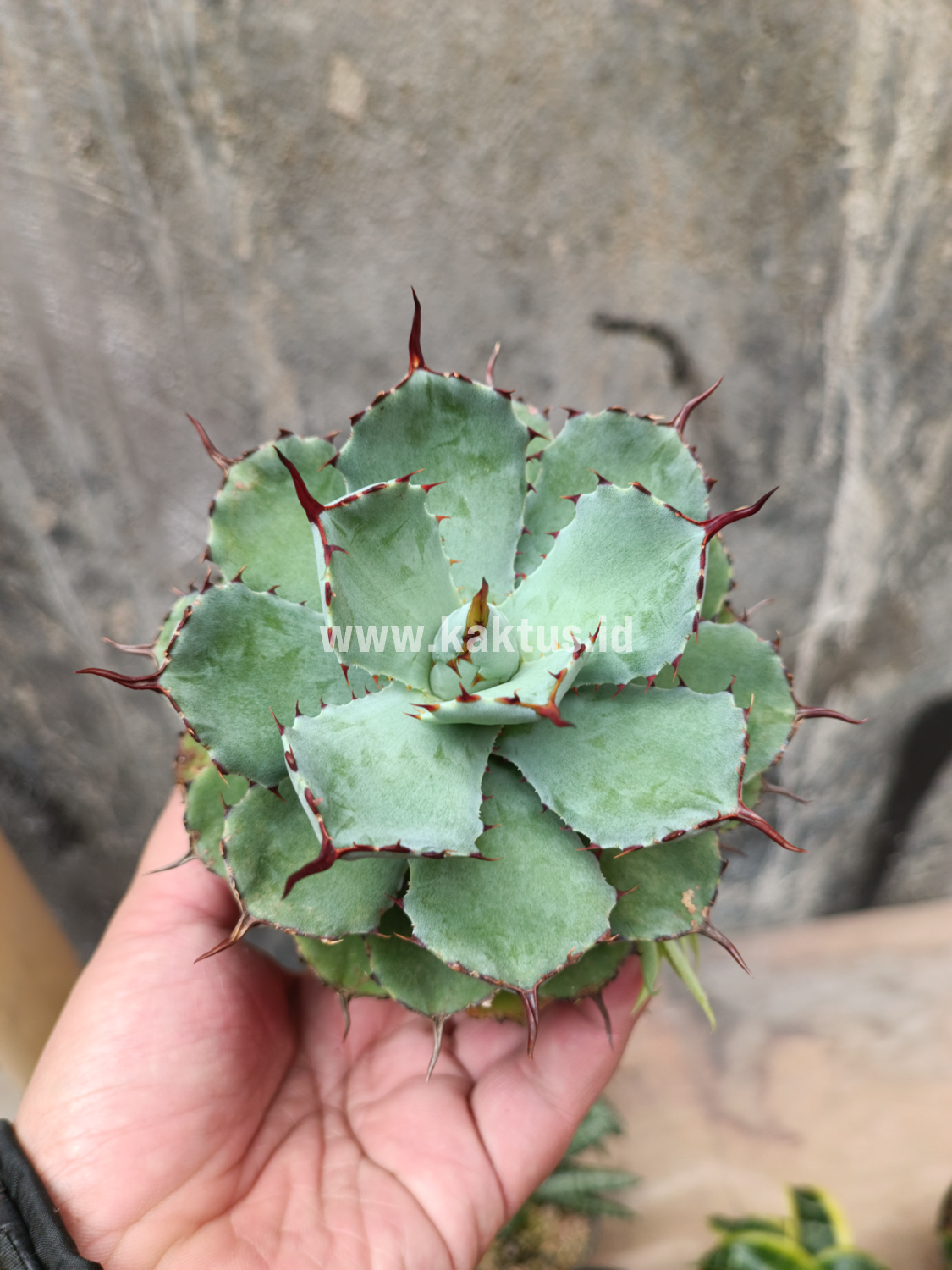 1403. Agave Isthmensis Green - Image 4