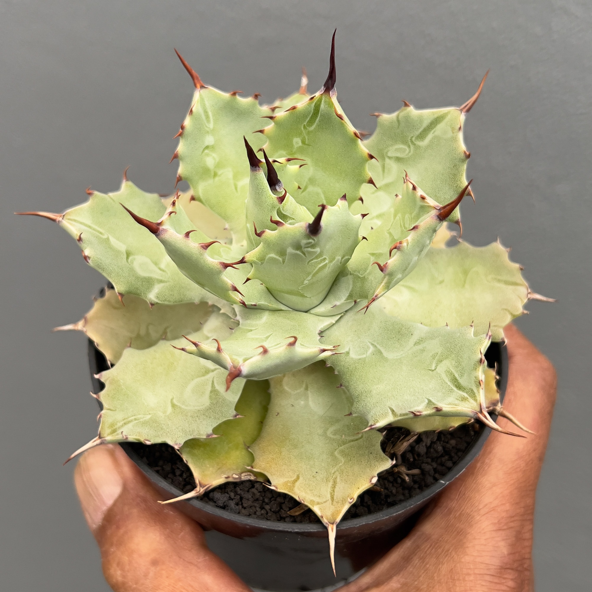 1403. Agave Isthmensis Green