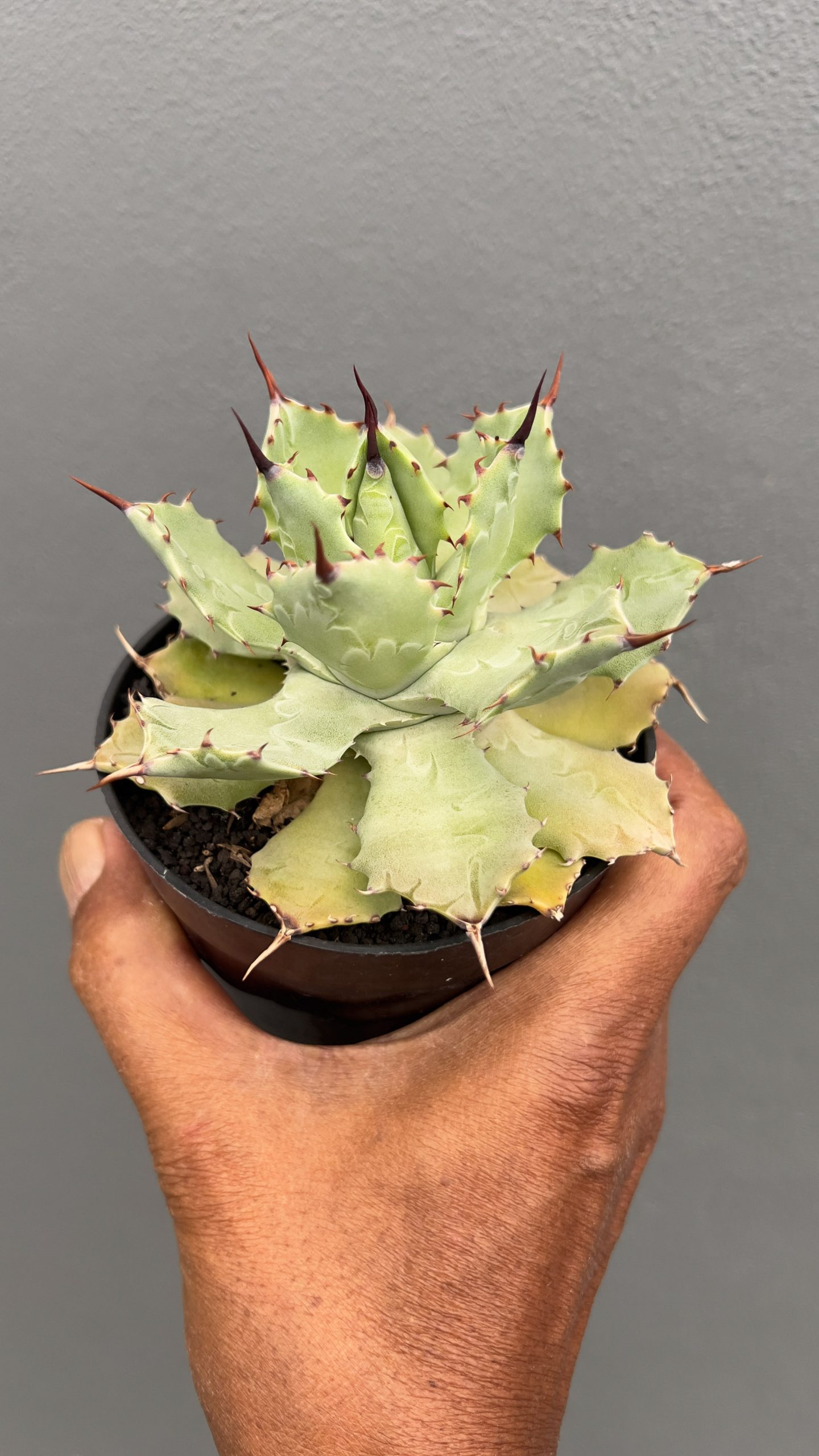 1403. Agave Isthmensis Green - Image 5