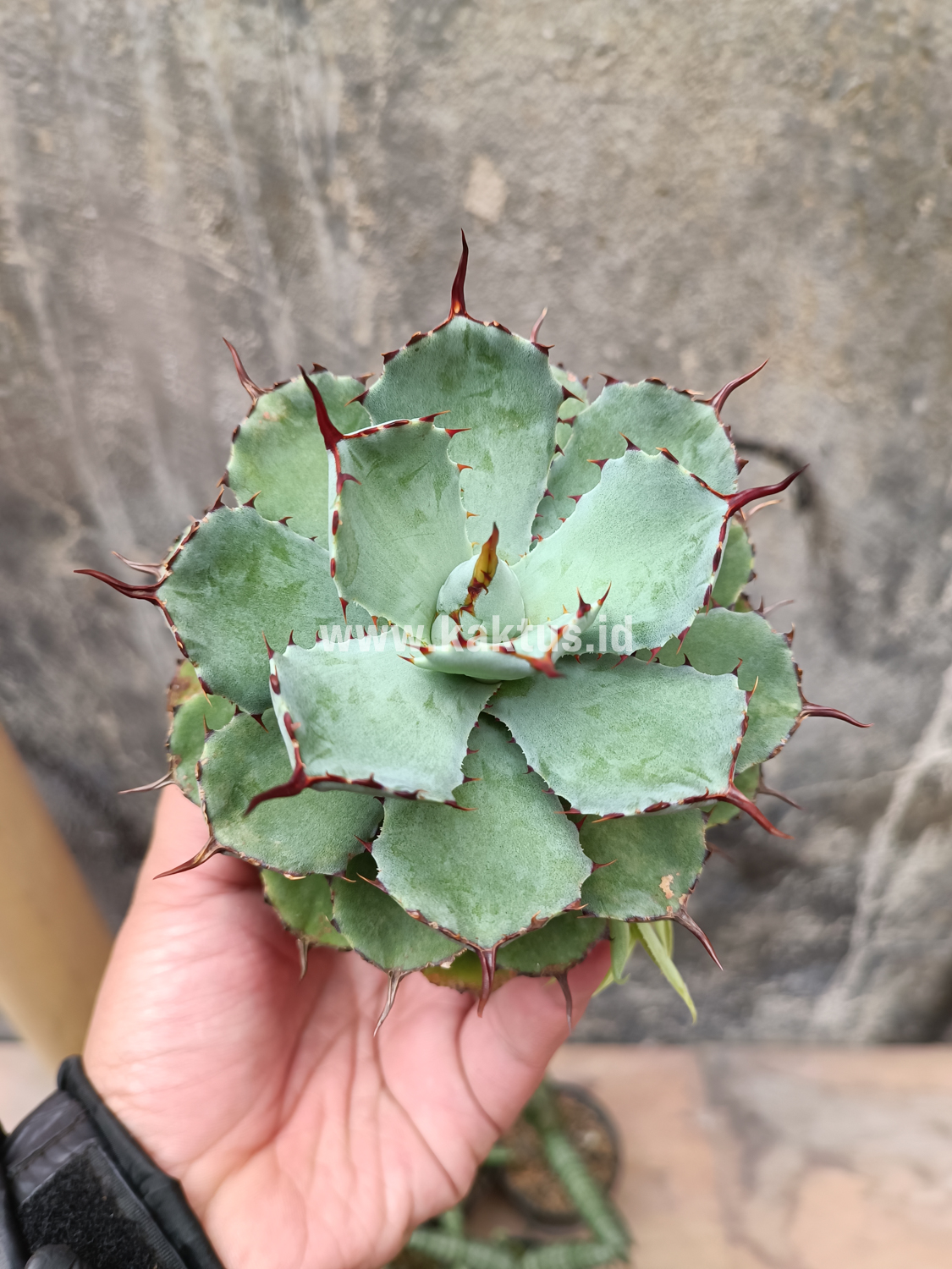 1403. Agave Isthmensis Green - Image 8