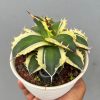 1404. Agave Cycolefornia