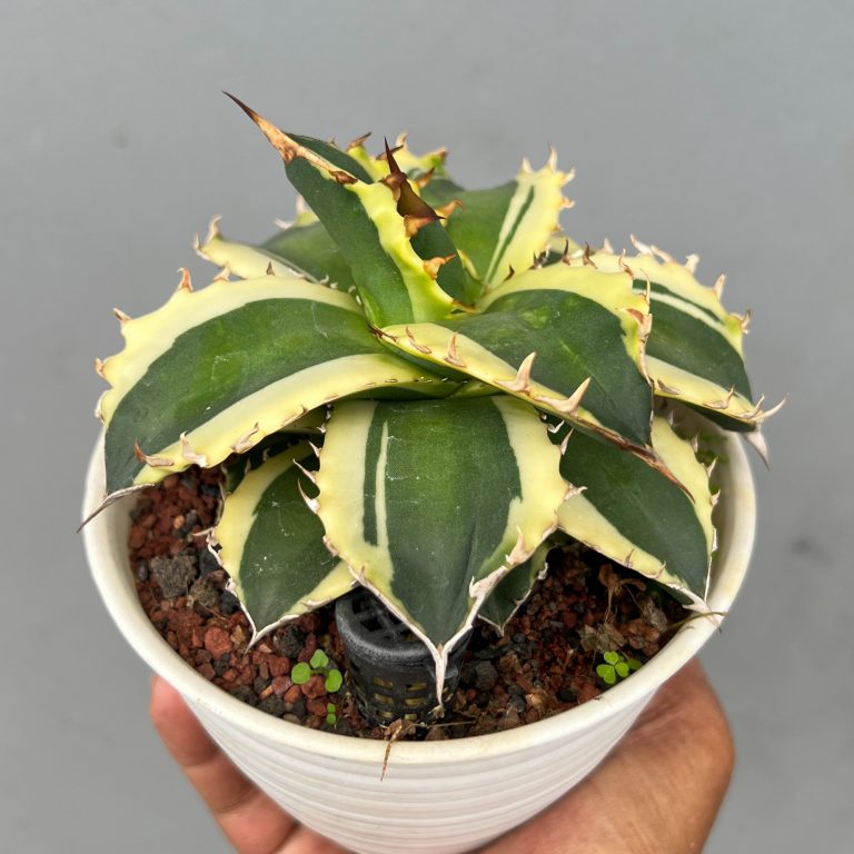 1404. Agave Cycolefornia