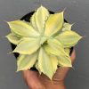 1405. Agave Isthmensis Variegated Mediopicta