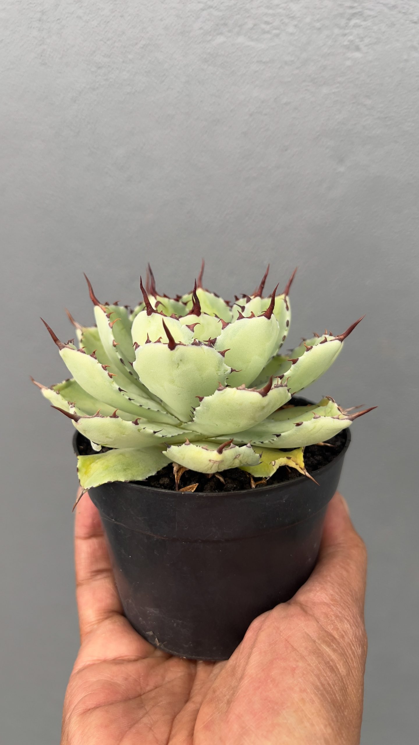 1406. Agave Potatorum Lime Green - Image 4