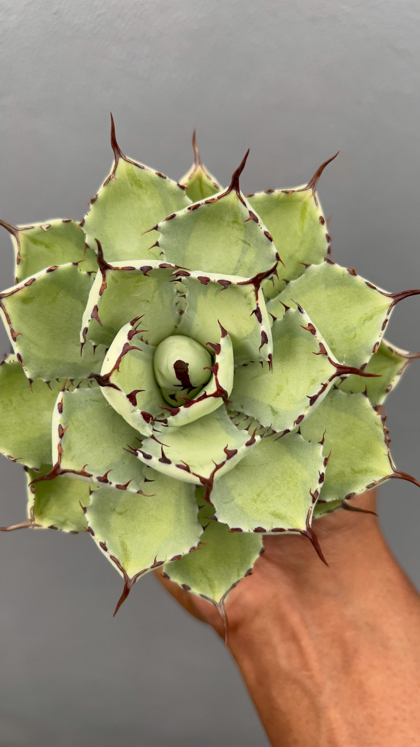 1406. Agave Potatorum Lime Green - Image 2