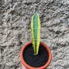 1407. Sansevieria Leopard Bat Variegated