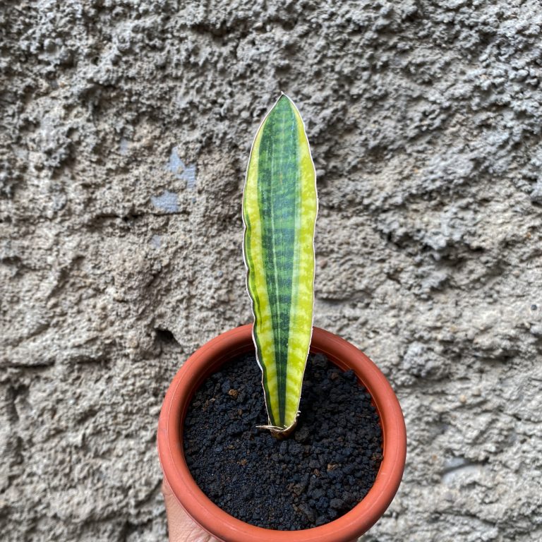 1407. Sansevieria Leopard Bat Variegated
