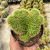 1408. Cleistocactus Winteri Forma Cristata
