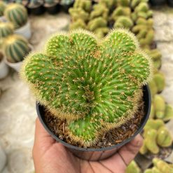 1408. Cleistocactus Winteri Forma Cristata