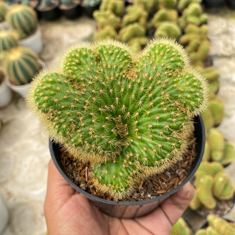 1408. Cleistocactus Winteri Forma Cristata