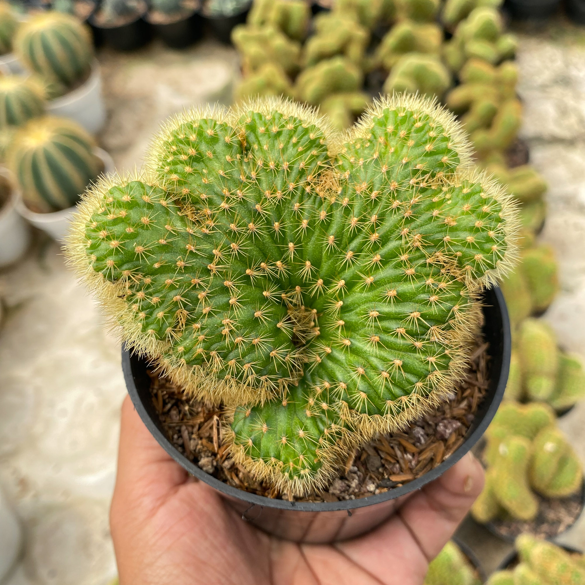 1408. Cleistocactus Winteri Forma Cristata