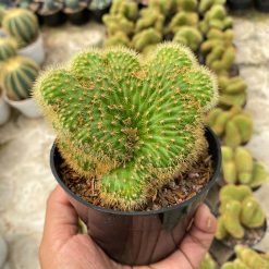 Alternative view of 1408. Cleistocactus Winteri Forma Cristata