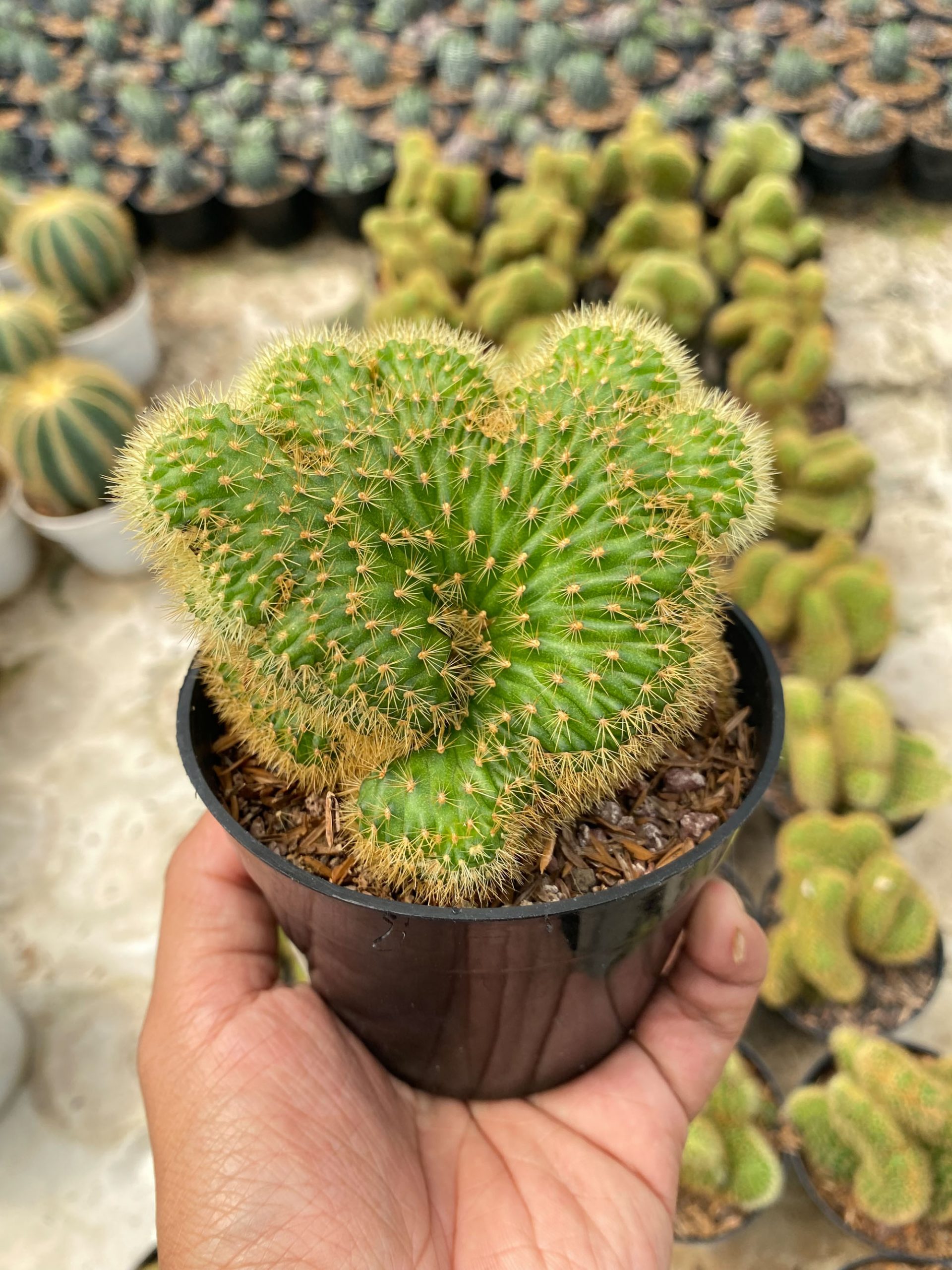 1408. Cleistocactus Winteri Forma Cristata - Image 2