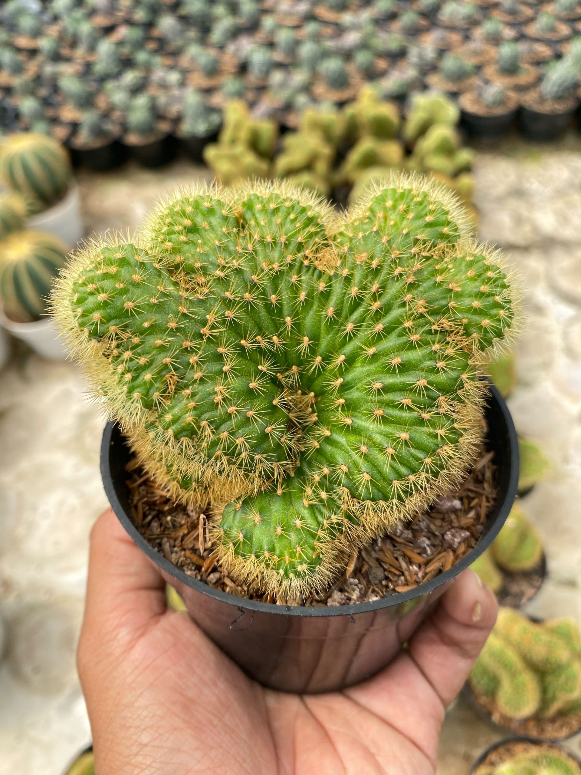 1408. Cleistocactus Winteri Forma Cristata - Image 3