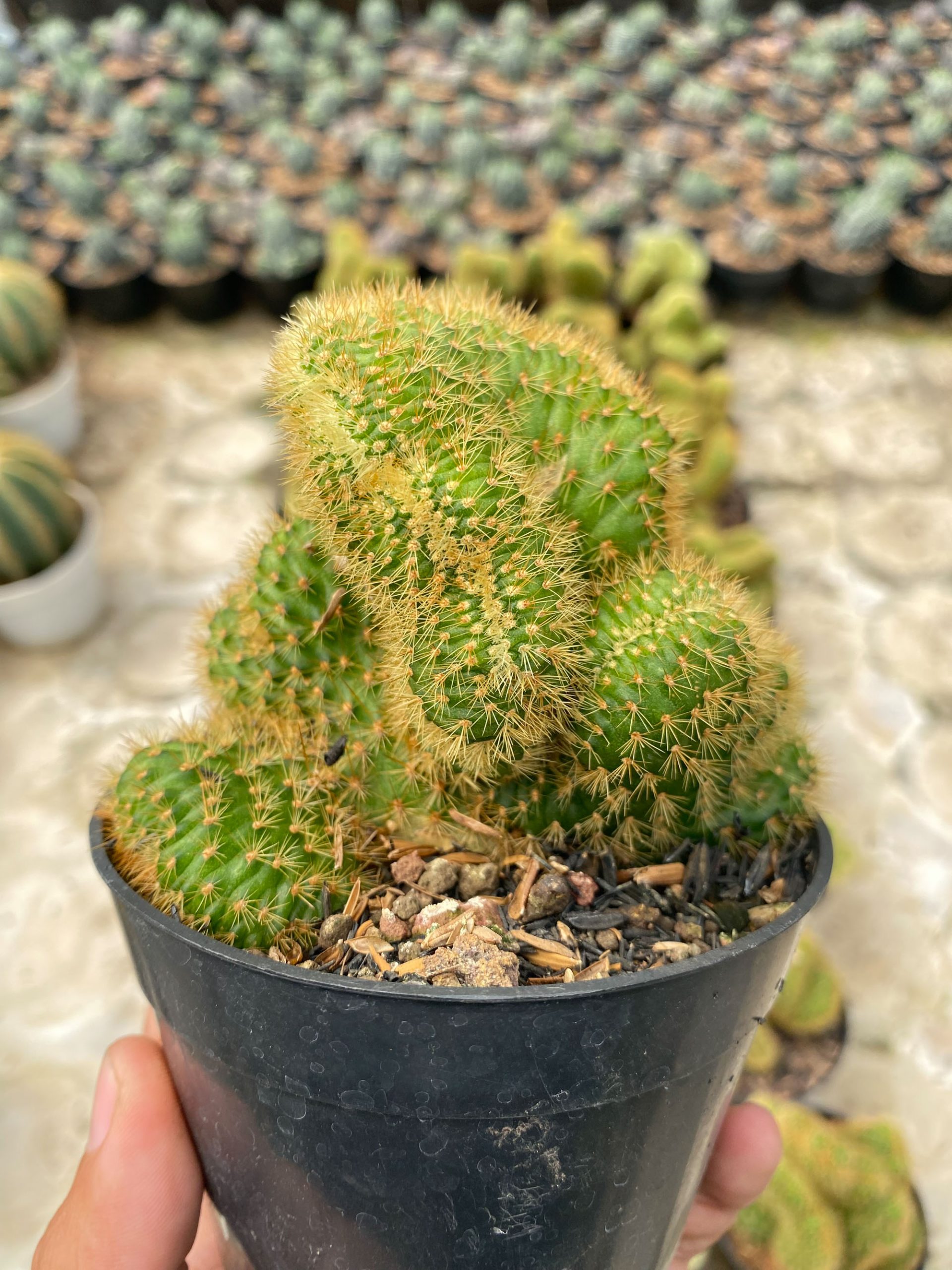 1408. Cleistocactus Winteri Forma Cristata - Image 5